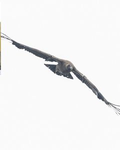 LIBERAN A “ANTICUCHA/KATUPAYA”, CÓNDOR ANDINO QUE VUELVE A VOLAR Y RENUEVA LA ESPERANZA